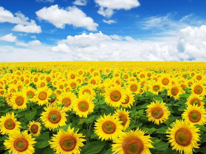 depositphotos_95798802-stock-photo-sunflowers-field-on-sky